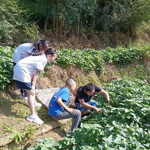 劳动润泽童心 实践成就梦想——龙浔中心小学劳动主题教育实践活动小记