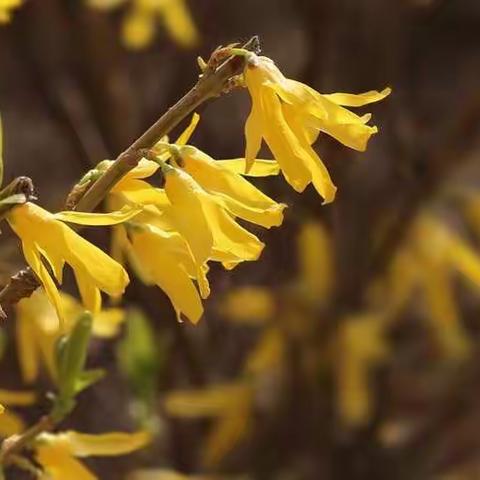 迎春花、连翘、云南黄馨的区别