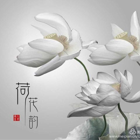 盛夏光年    荷韵悠扬