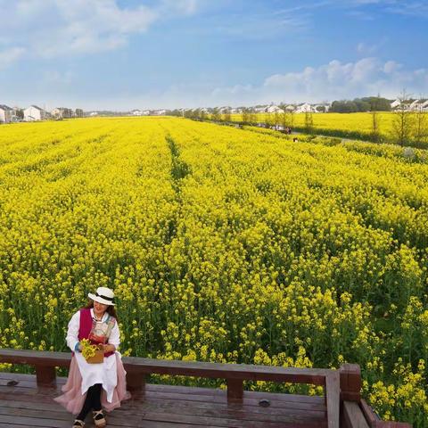 苏州望亭稻香小镇油菜花海