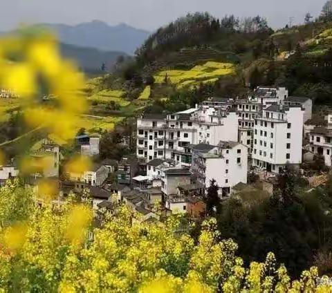 油菜花落有感