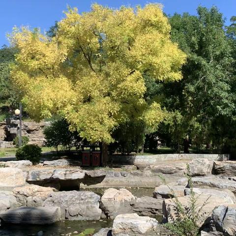 走进北京莲花池公园