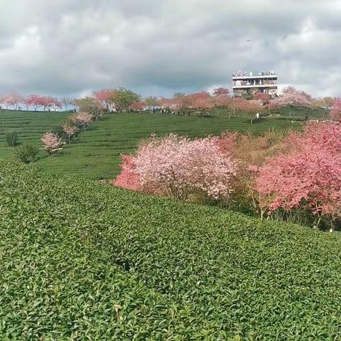 2023.3漳平赏樱花