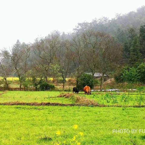 三月山村 · 油菜花开