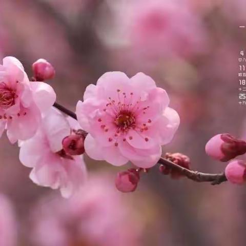 春日正好，你我满心欢喜