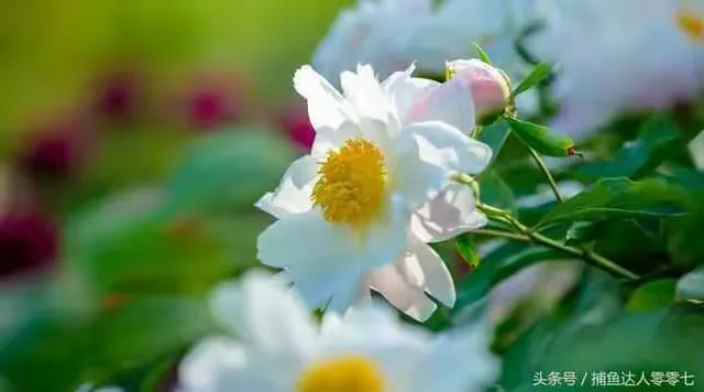 观赏芍药能入药吗