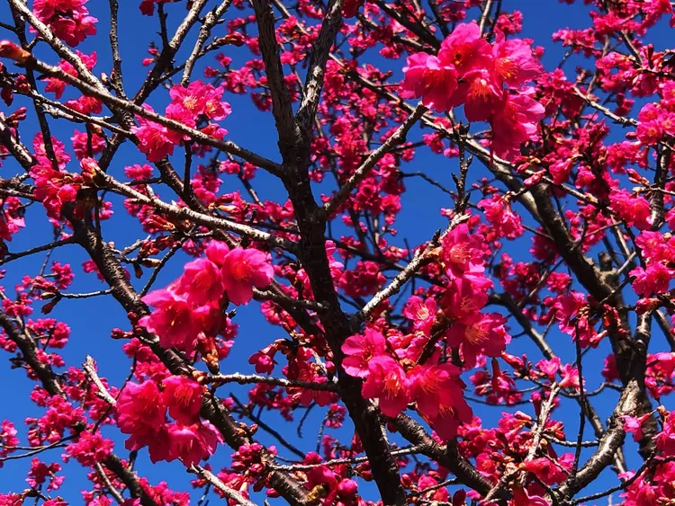 【花卉类】福州·福建山樱花