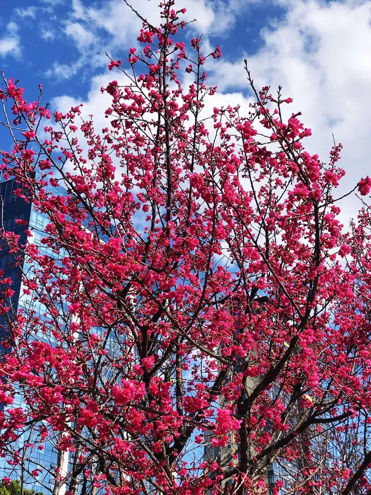 【花卉类】福州·福建山樱花