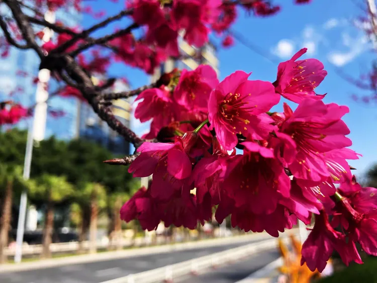 【花卉类】福州·福建山樱花