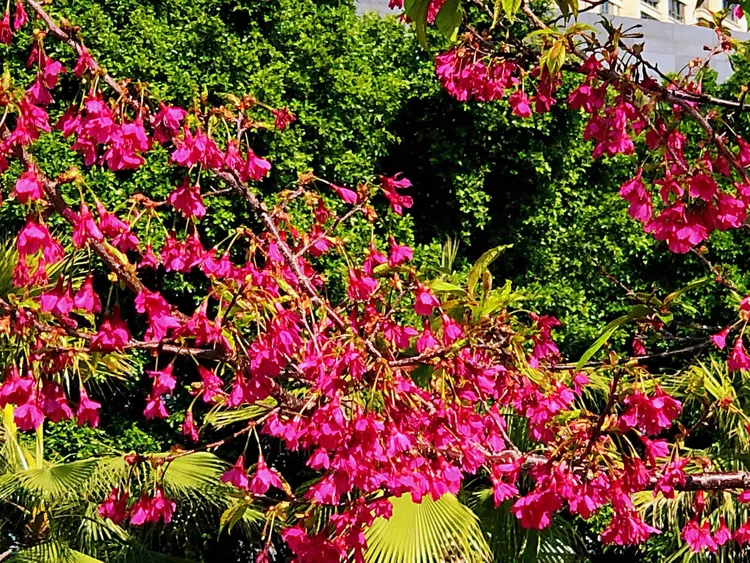 【花卉类】福州·福建山樱花