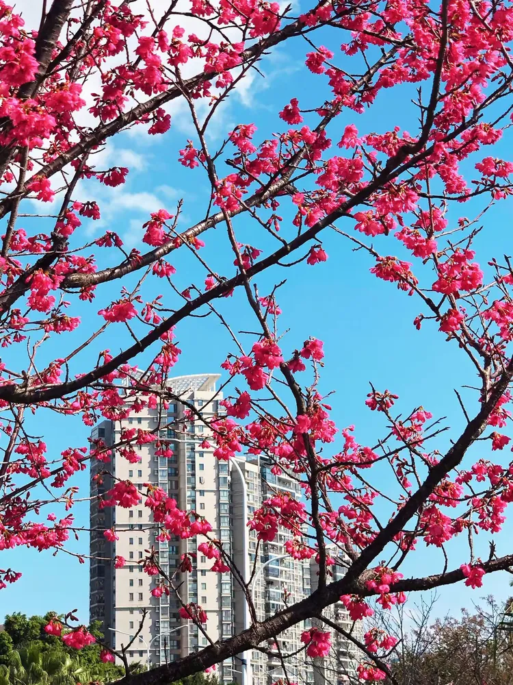 【花卉类】福州·福建山樱花