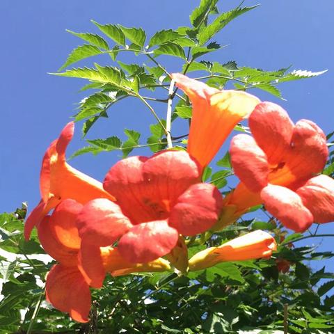 盛夏的凌霄花