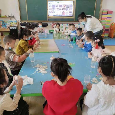 二十一团幼儿园大二班                 科学实践课《快乐种植         “蒜”你可爱》