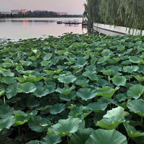 这个伏天雨挺多