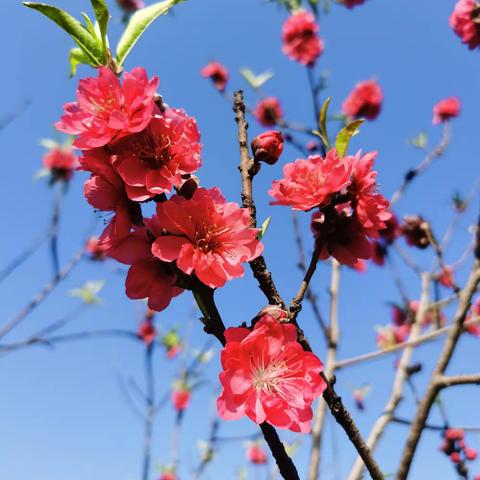 2月15日深云村地铁口桃花林