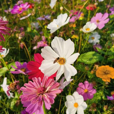 2月22日香蜜公园