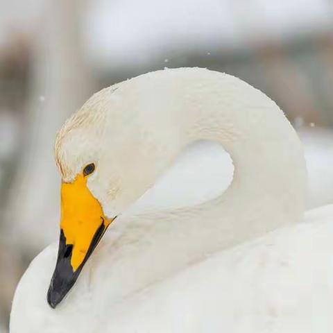 飞雪天鹅