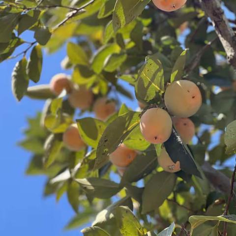 中三班班本课程故事《家乡的秋天》