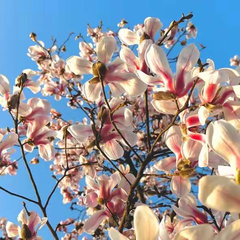 “云端连线 陪伴成长”—党幼线上课程（中班组 第四期）