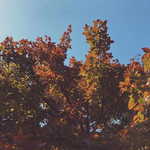 金秋萌新，亲子共游—2020年小二班宝盛园秋游篇