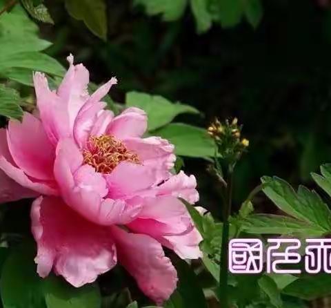 国色天香
