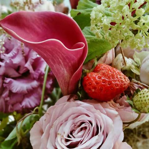 花卉（手机随拍）