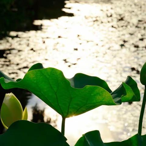 莲花（摄于平等院）