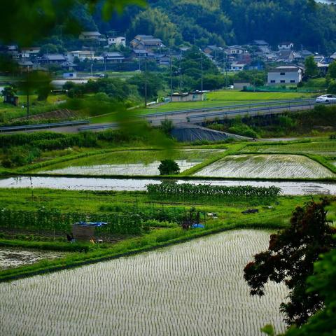 稻田