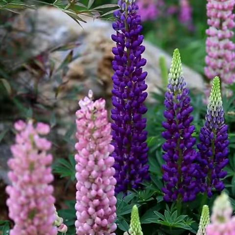 芬芳馥郁   馨香满鼻