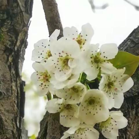 梨花雨