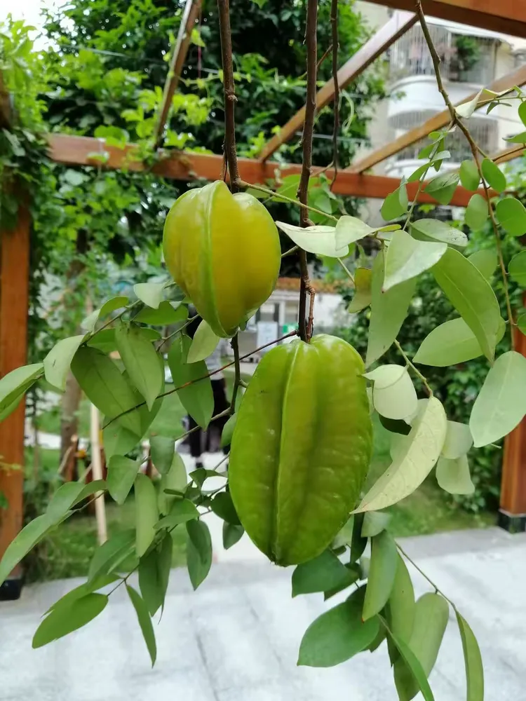 广东省育才幼儿园