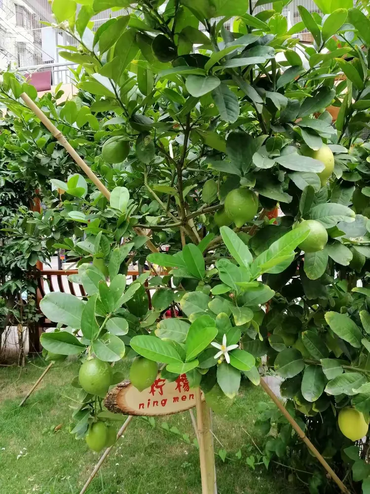 广东省育才幼儿园