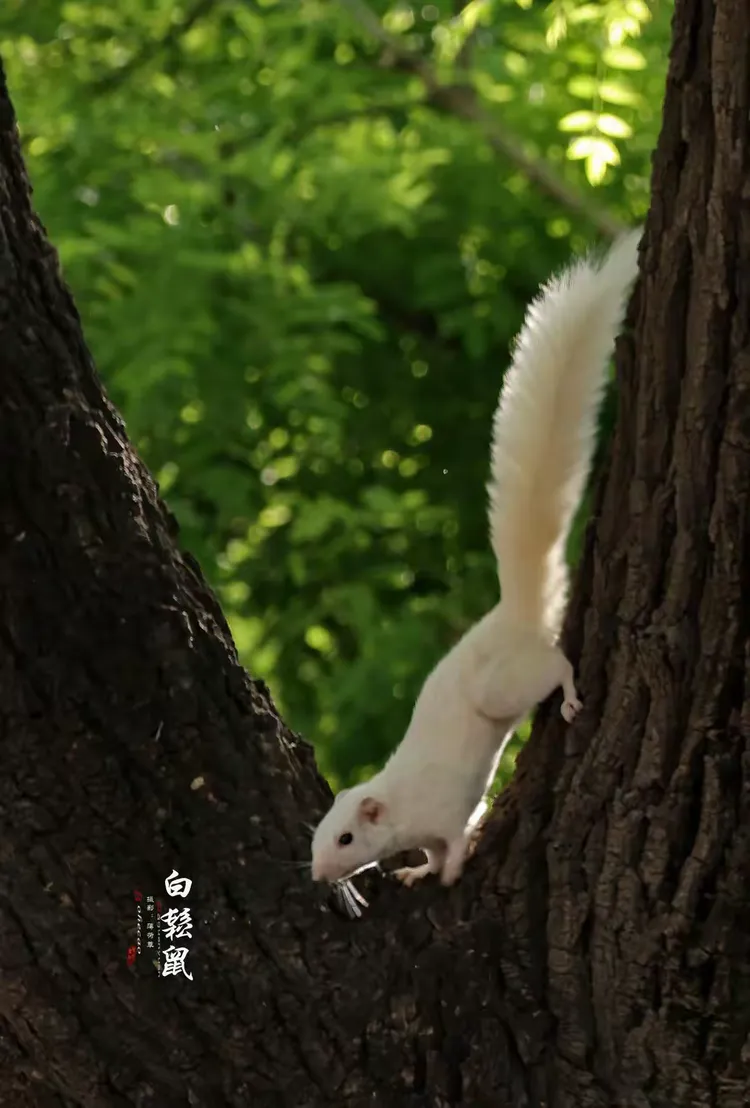 白松鼠