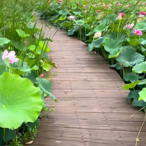 夏天的雨