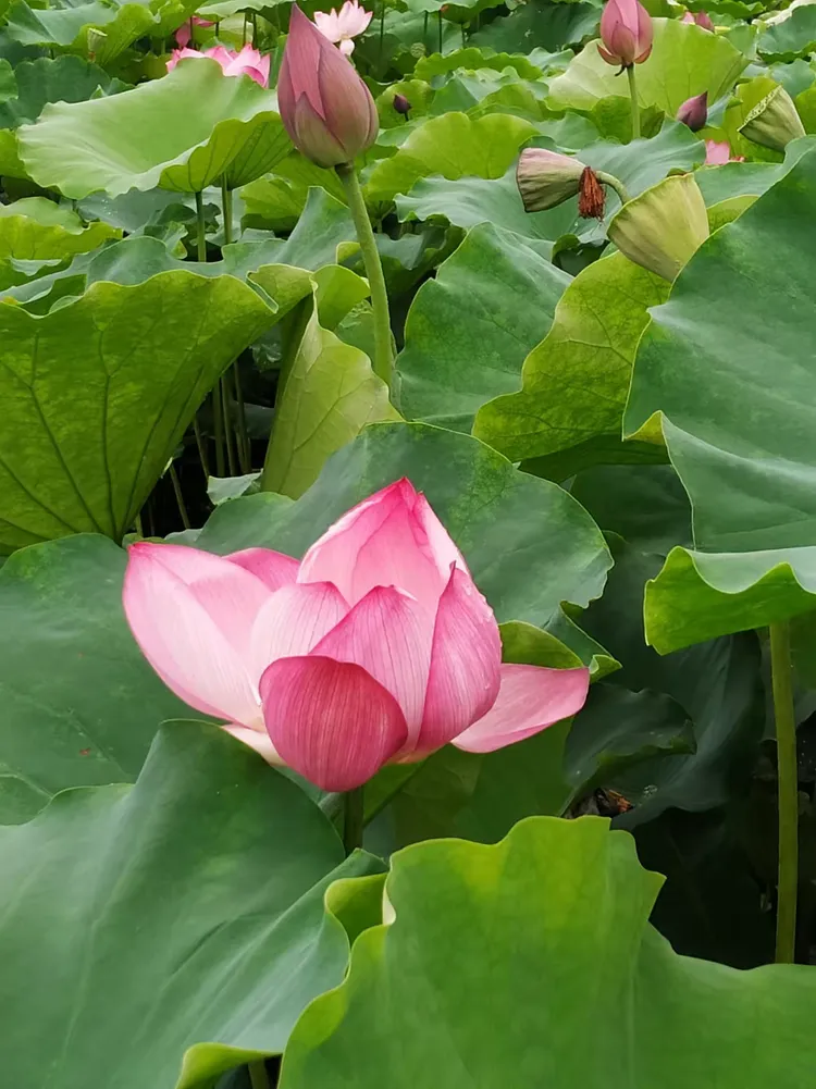 静妃为什么喜欢楠树