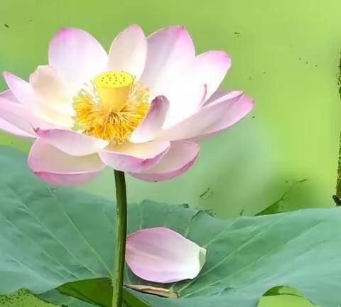 2023年6月古城北花絮