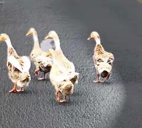 绍兴稽东车头大农村走起