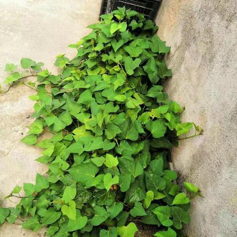 “劳动快乐、快乐劳动”——大金竹民族学校