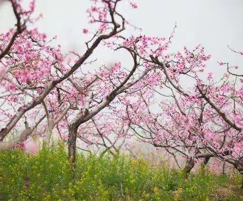 开发区实验幼儿园【延迟光阴，与你有约】“爱在春天”大班组（五）