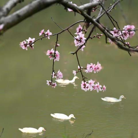 春江水暖鸭先知