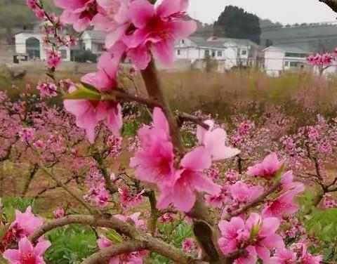 在那桃花盛开的地方——春光灿烂无限