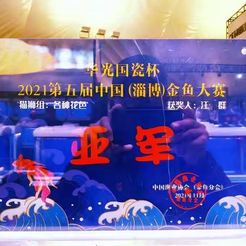 淄博华光瓷杯金鱼大赛剪影