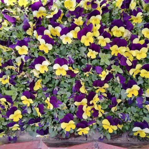 阳春三月，我爱上了朗读