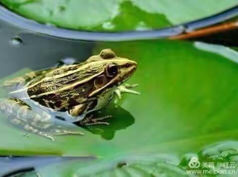 朝阳学校第九周美术作业—快乐的小青蛙