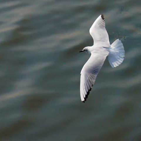 七彩云南之滇池海鸥