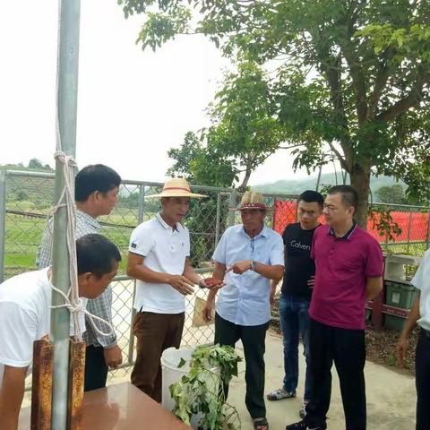 驻村日记——毛路桥头地瓜可以开挖售卖了