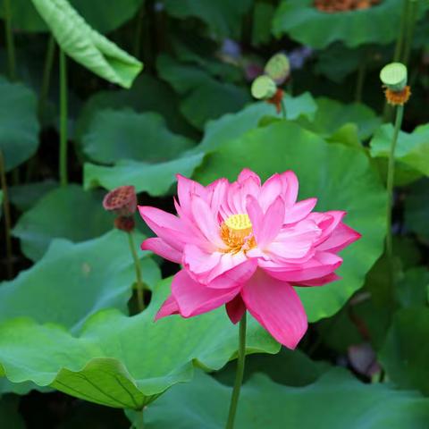 愿时光温柔以待 愿岁月温馨含香