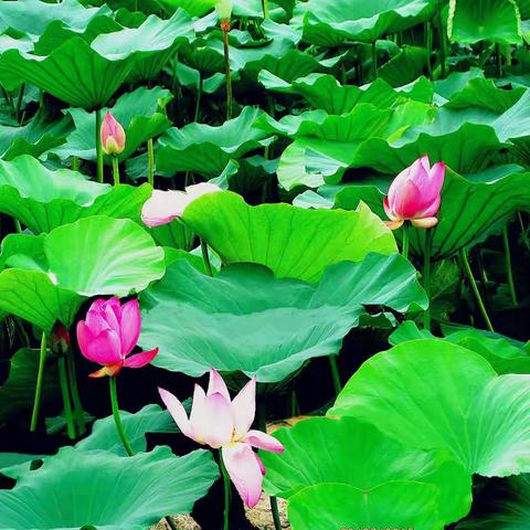 盛夏的莲，惊艳了时光，绽放着牵念