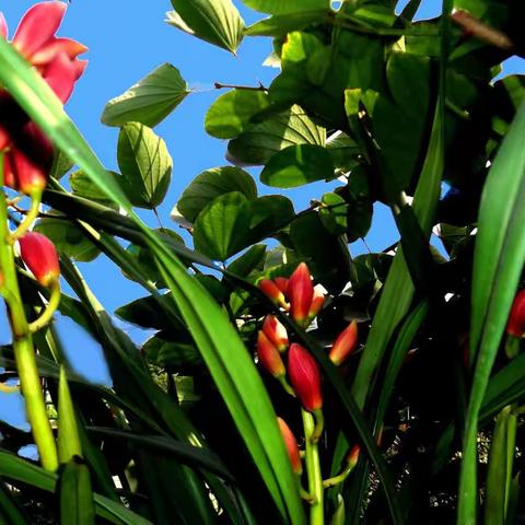 淡如清风，静若幽兰