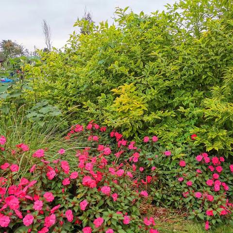 成都郊外觅秋情